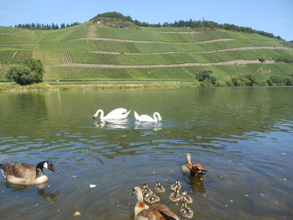 Ferienhaus Mosel Villa Brauneberg Buitenkant foto